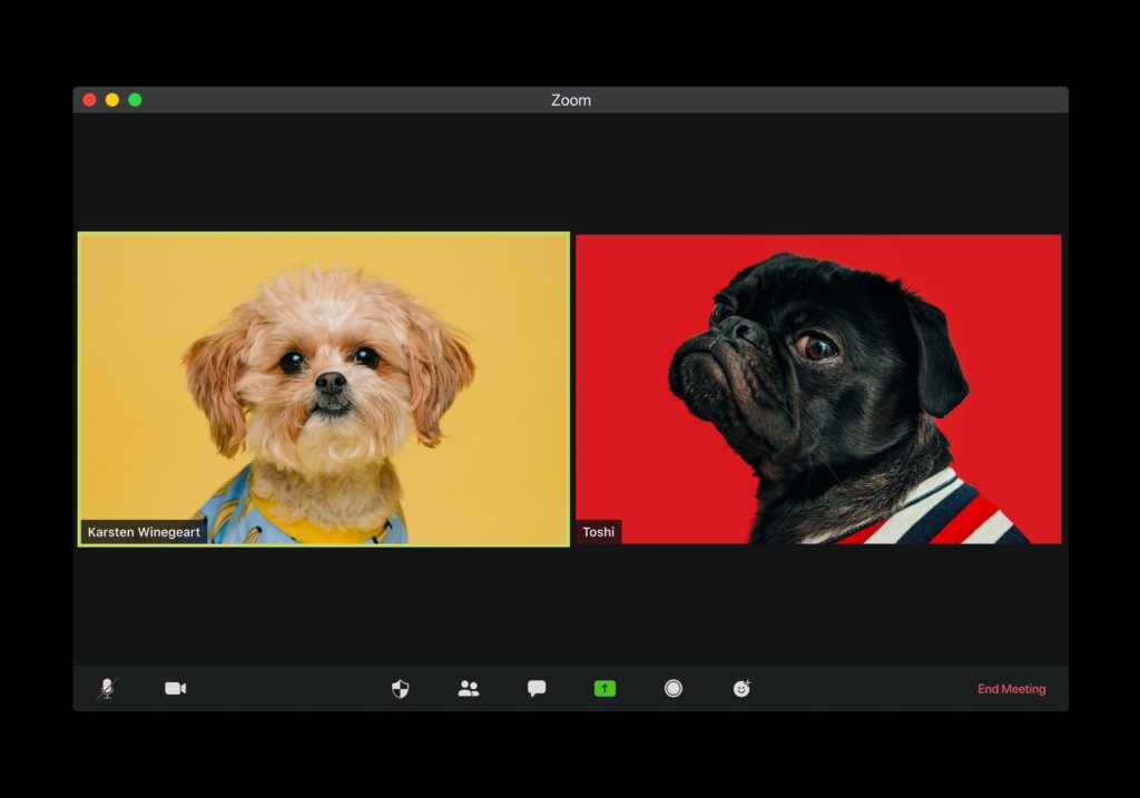 Photo de 2 chiens en visio